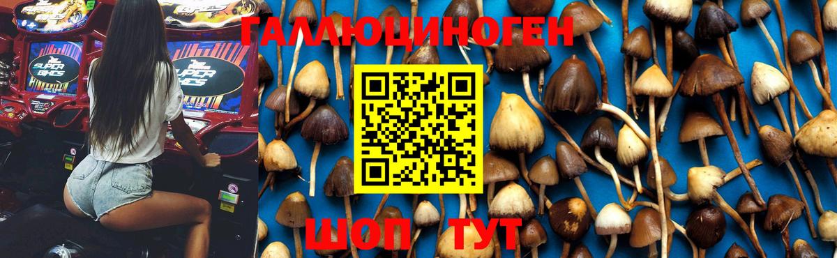 Псилоцибиновые грибы MAGIC MUSHROOMS  Галлюциногенные грибы GOLDEN TEACHER  Котельники  Вход с VPN 